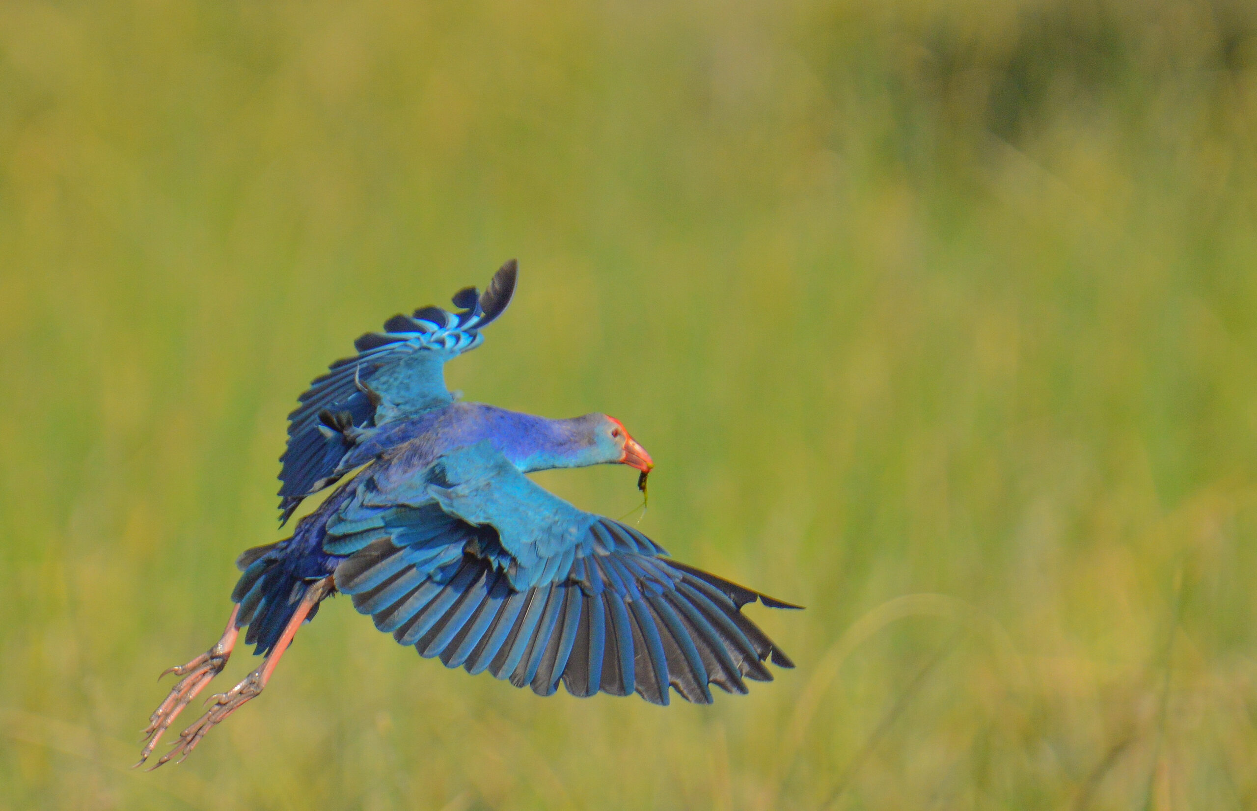 Nalsarovar - The paradise of Birds - Things to Do,Entry Fees, Boating Fees