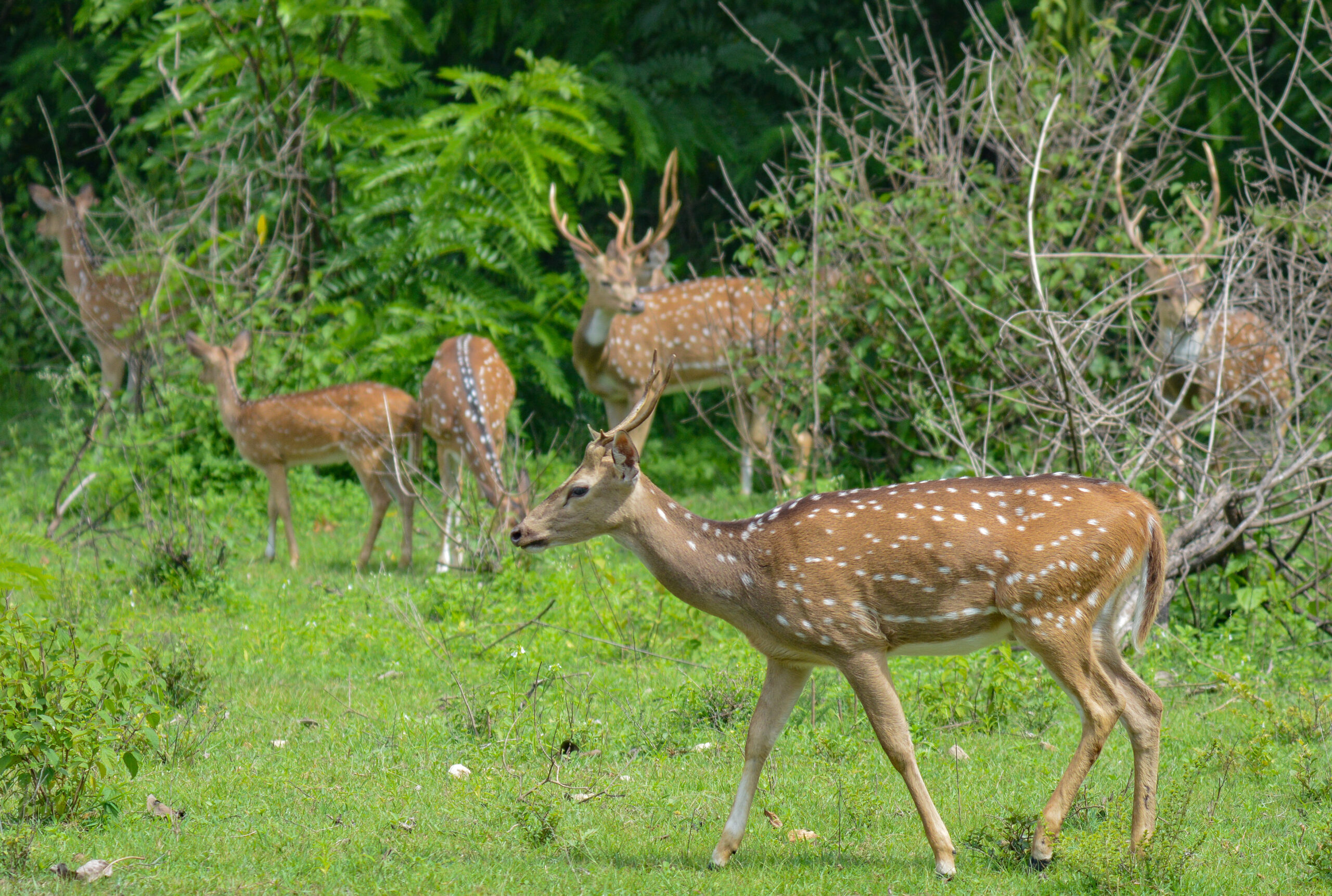 Bandipur National Park-The Best for the National Bird and Animal of ...